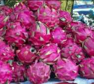 Buah Naga