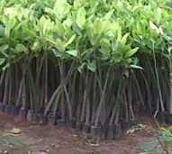 Bibit Mangrove