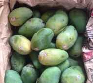 mangga harum manis