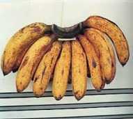 pisang barangan